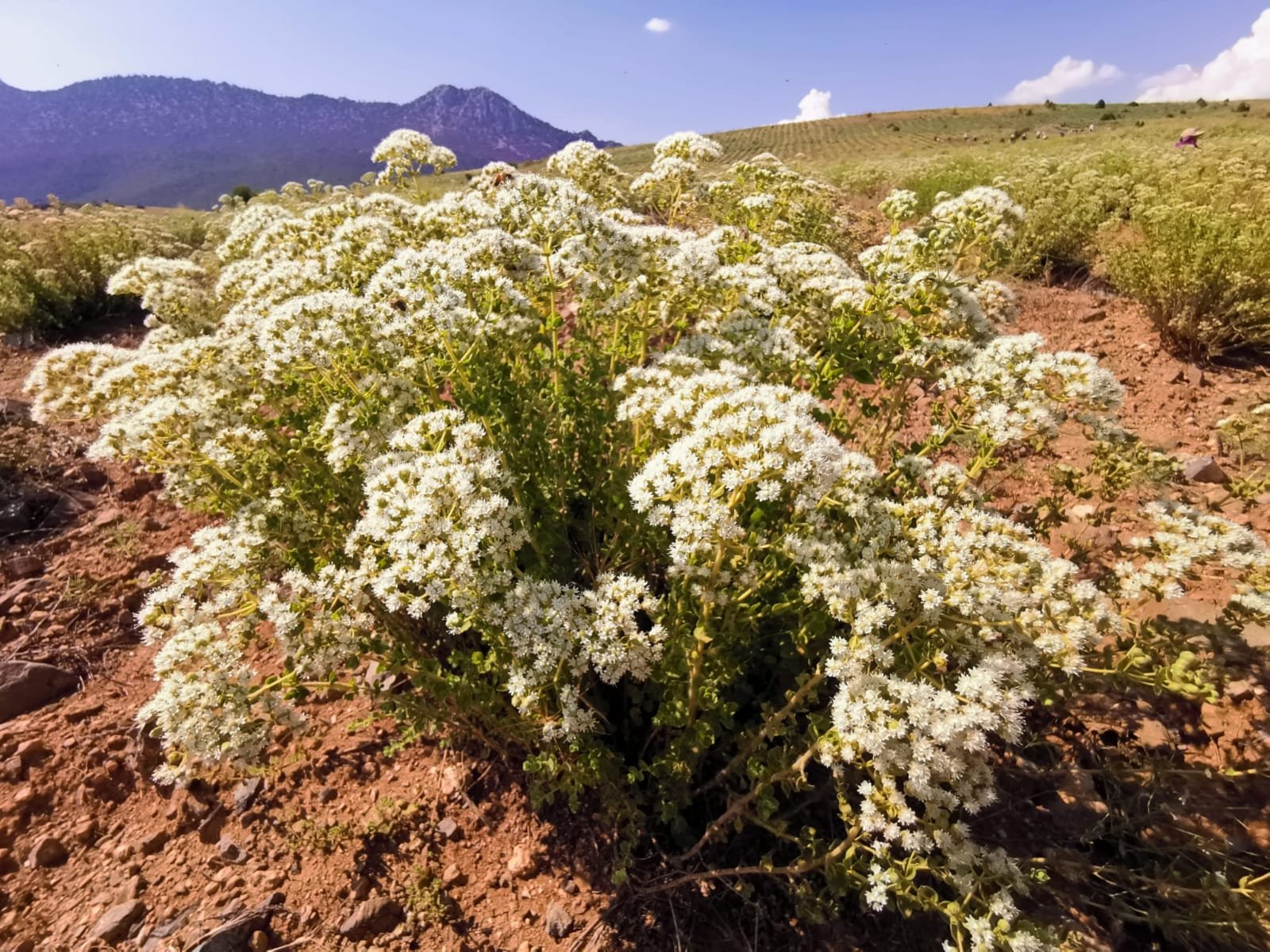 adaçayı from Turkey-4