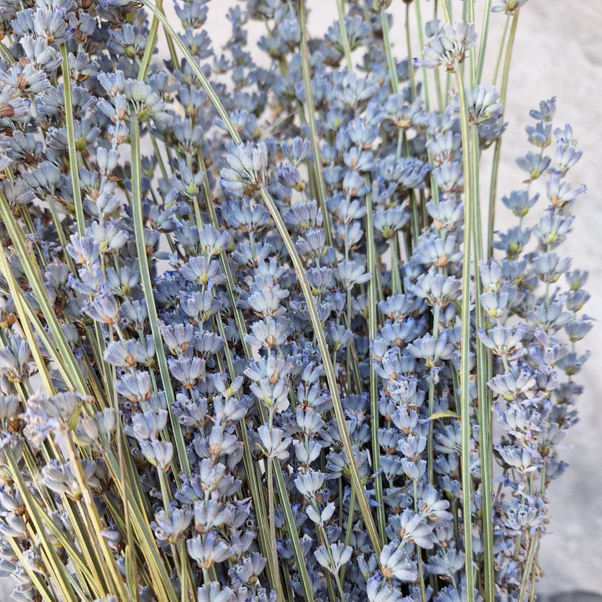 adaçayı from Turkey