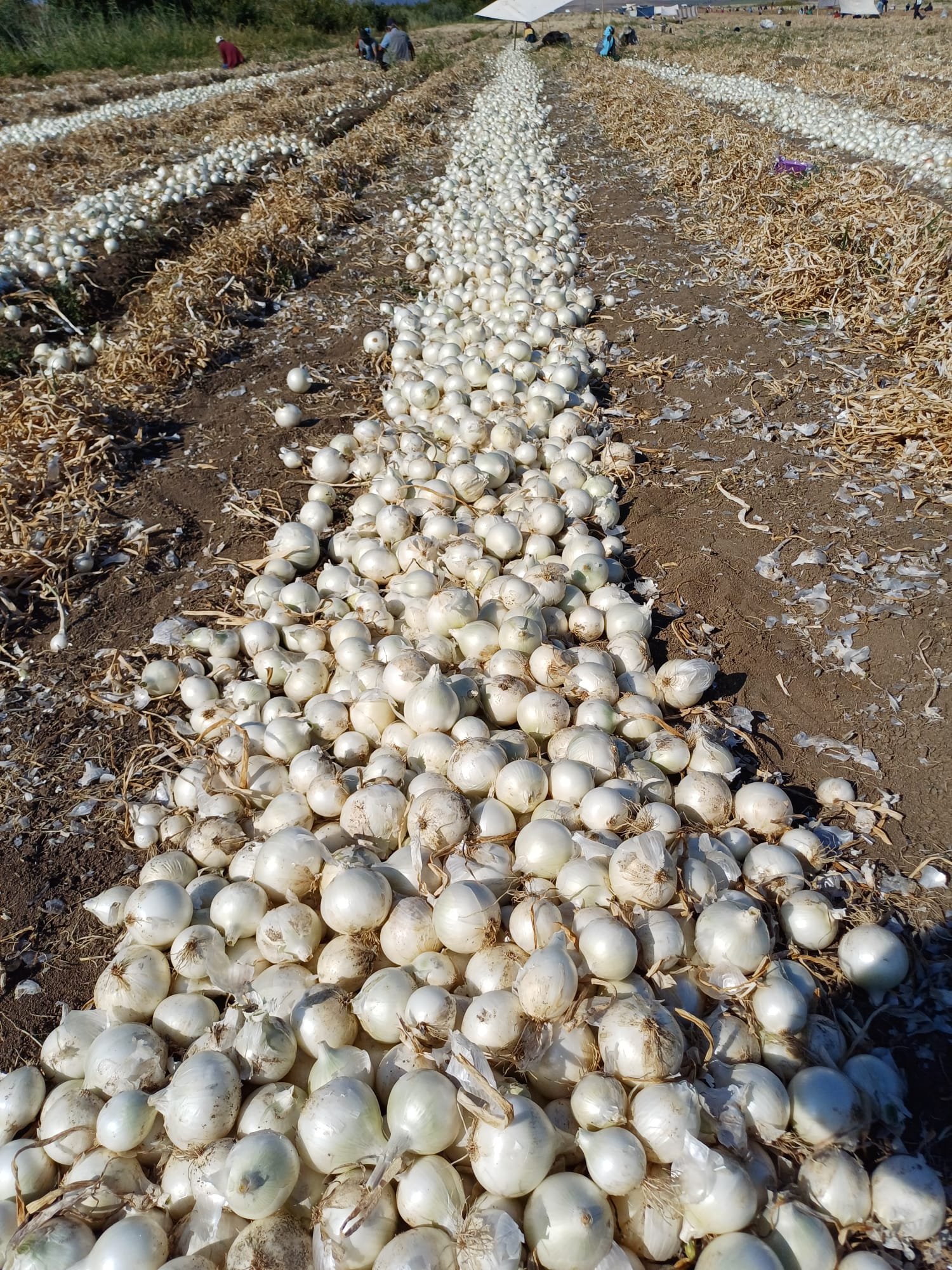 WhatsApp Image 2024-08-26 at 9.32.21 PM