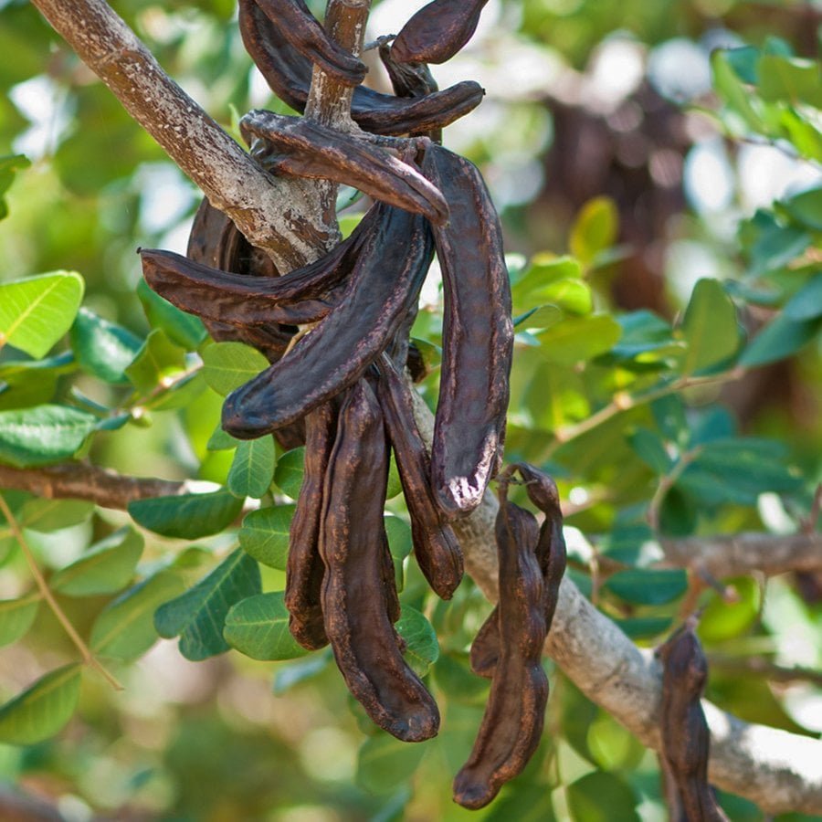 WhatsApp Image 2024-08-26 at 9.11.29 PM